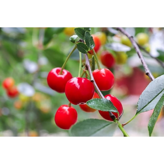 10 Evans Sour Cherry Tree Seeds for Planting - Prunus cerasus 'Evans'