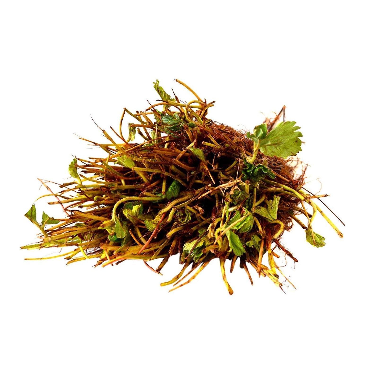 10 Eversweet Everbearing Strawberries Plants Organic Grown USA. Zone