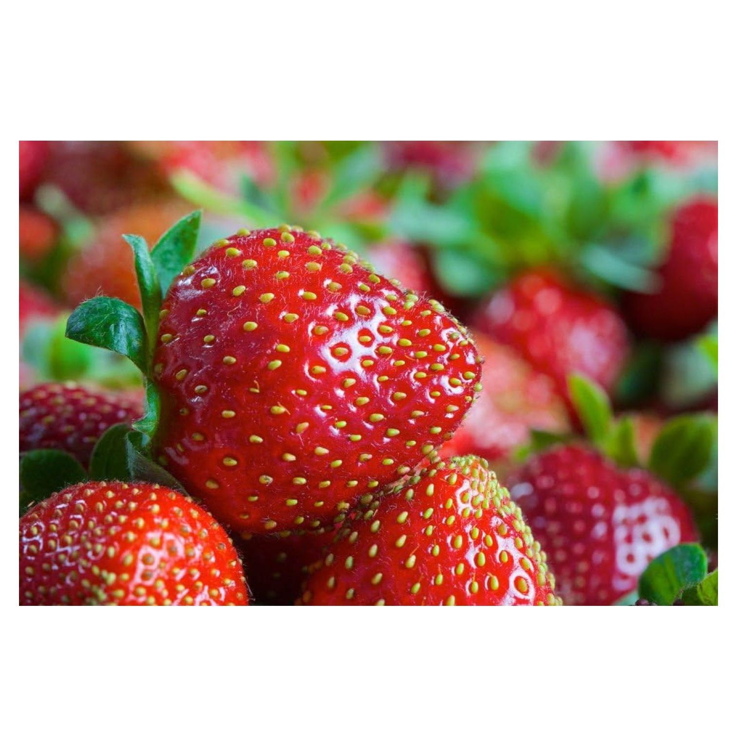 10 Eversweet Everbearing Strawberry PlantsSuper Sweet