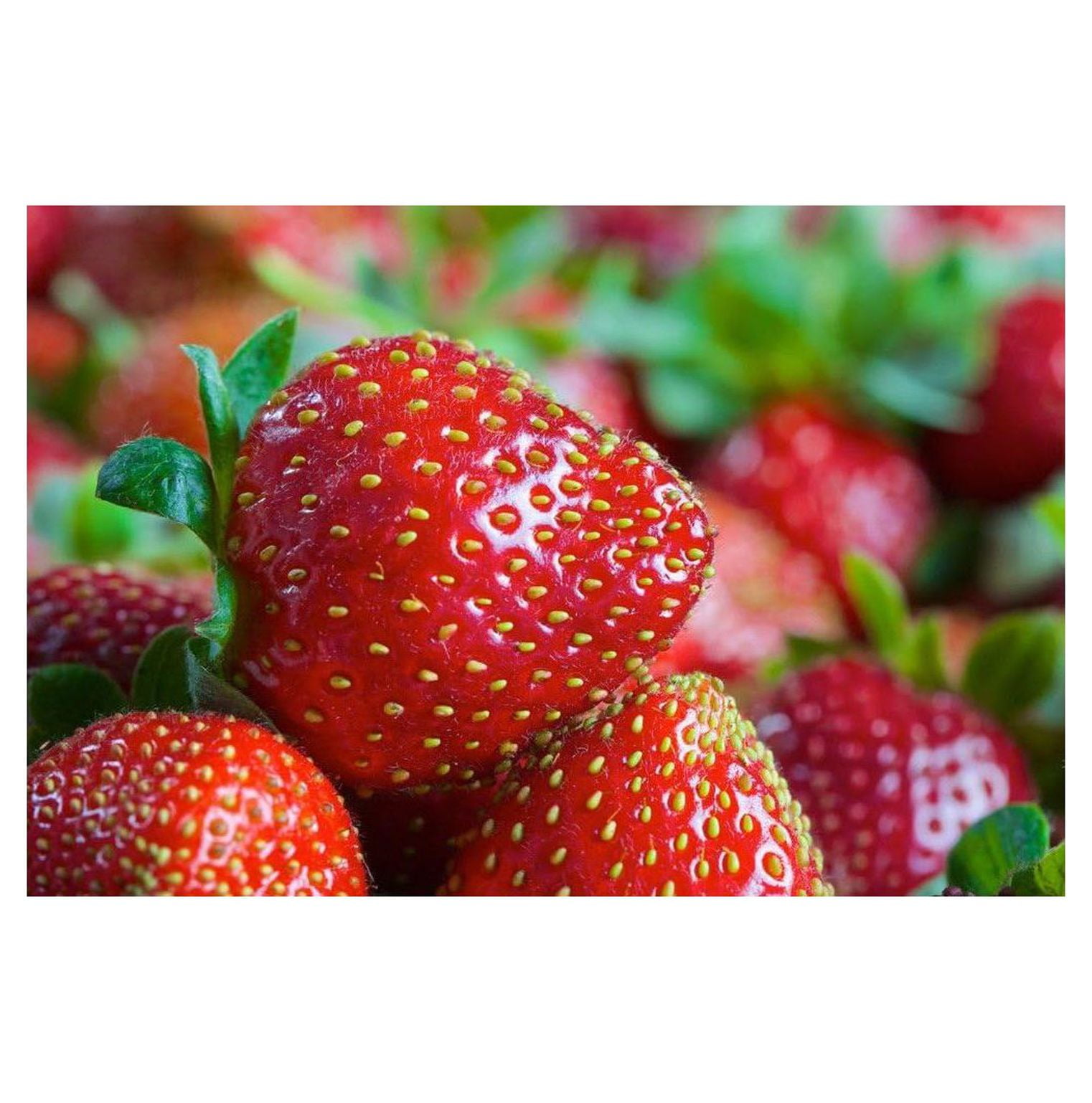 10 Eversweet Everbearing Strawberry PlantsSuper Sweet