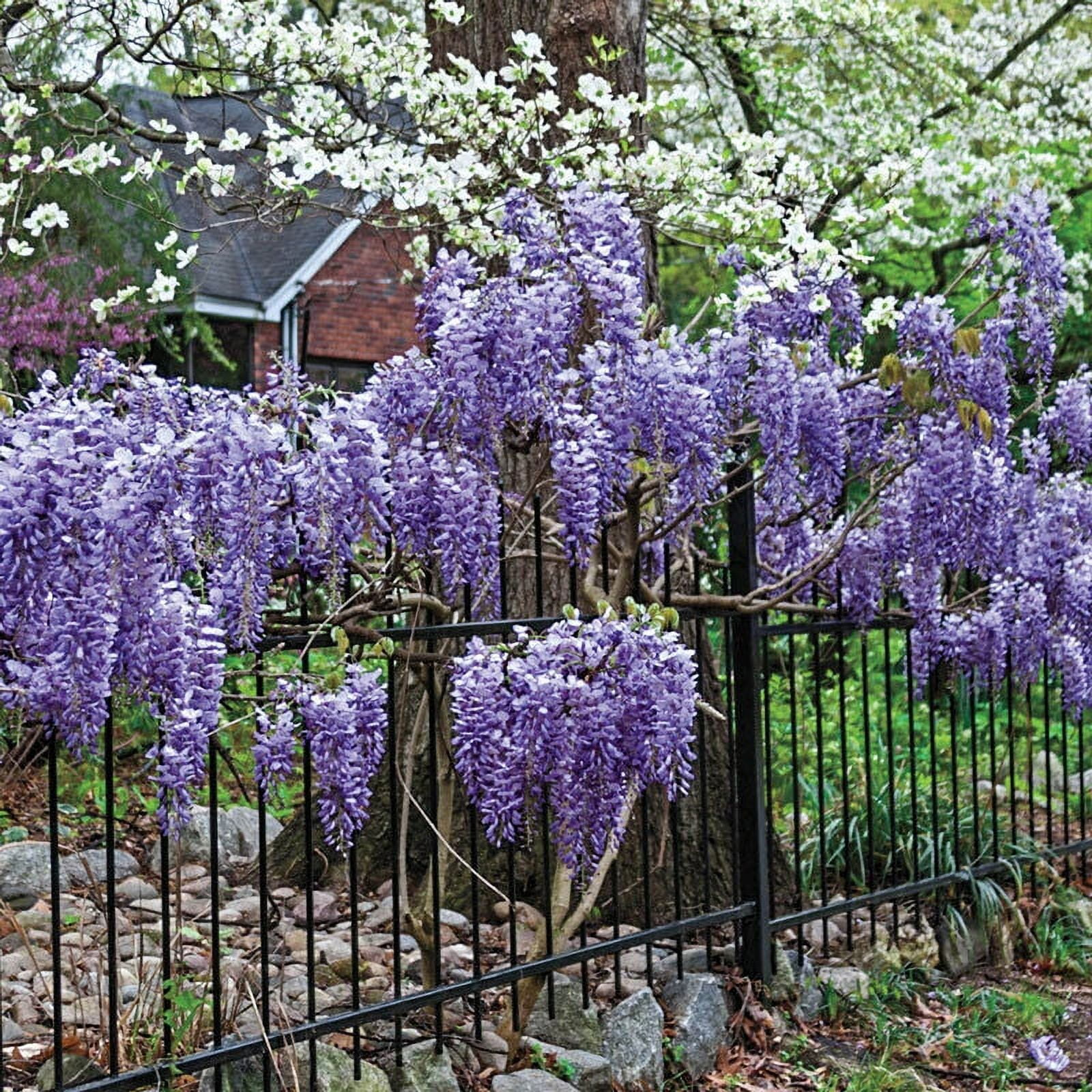 10 Exotic Chinese Wisteria Vine Seeds Wisteria sinensis Blooming Vine