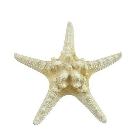 10 Extra Large Large Knobby Star Fish-White 6-8" inches "Armoured Starfish" - 10 pieces, Coastal Beach Home Decor, Christmas Ornaments, Crafts, Weddings & more