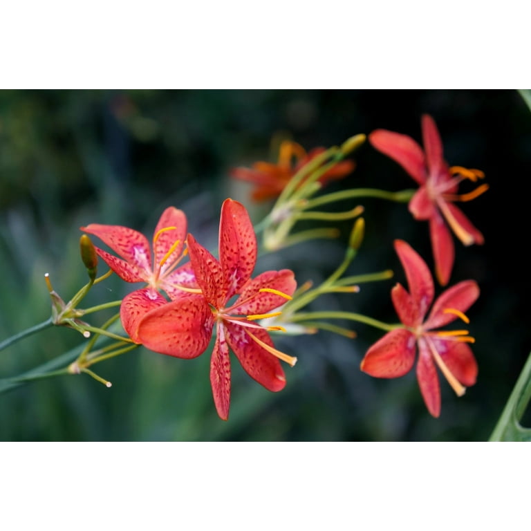 Blackberry Lily (Iris Domestica), 42% OFF | www.pinnaxis.com