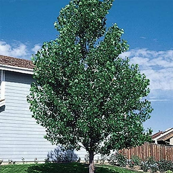 10 Fast Growing Hybrid Poplar Tree Cuttings - 14-18 inches Tall - Fast Growing - Get Privacy and Shade Very Fast with These Easy to Grow and Attractive Trees.
