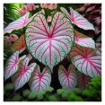 10 Fiesta Caladium Bulbs for Planting Perennial Hosta, Elephant Ears