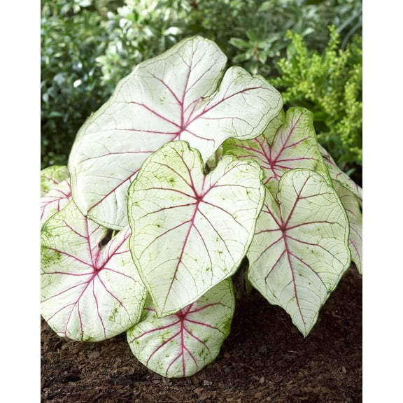 CZ Grain Florida Caladium Plant Bulbs (10 Count), Perennial