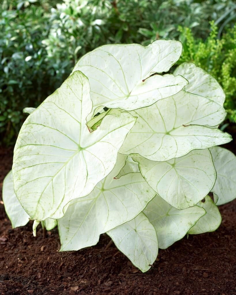 10 Florida Moonlight Caladium Bulbs for Planting - Fancy Caladium Bulbs - Easy & Fast Growing Indoor or Outdoor Plants