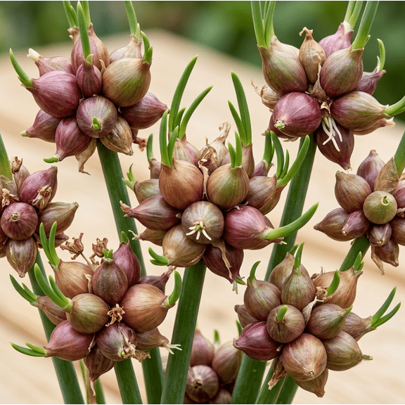 10 Flying Onions Egyptian Walking Onions Bulbs Winter Perennial Tree Onion Bulbils, Rare Tree Onion Topset, Outdoor Planting