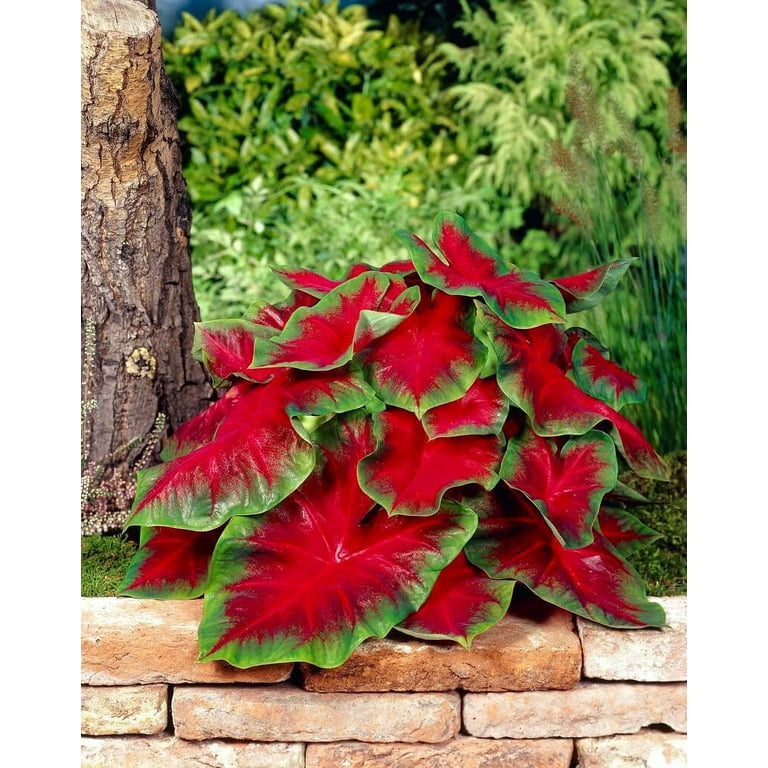 Fredia Hemple 10 Caladium Bulbs - Fancy Perennial Hosta, Elephant