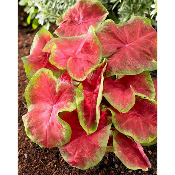10 Freida Hemple Caladium Bulbs for Planting - Perennial Hosta, Elephant Ears, Fancy (10 Bulbs)