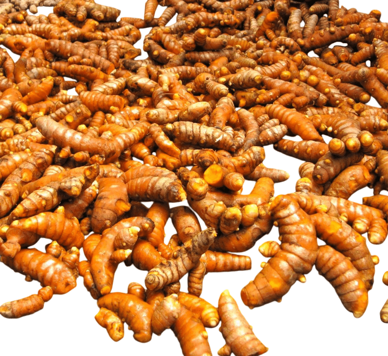 10 Fresh Orange Turmeric Roots Turmeric Ginger Herb Tubers Curcuma ...