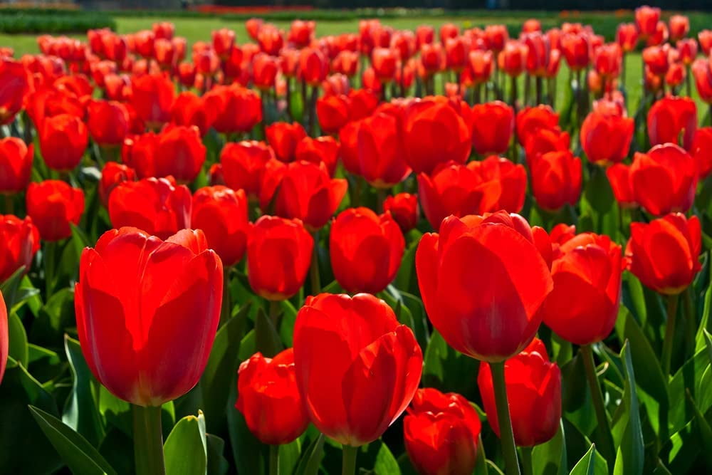10 Fresh Red Tulip Bulbs for Planting - Easy to Grow - Made in USA, Ships from Iowa