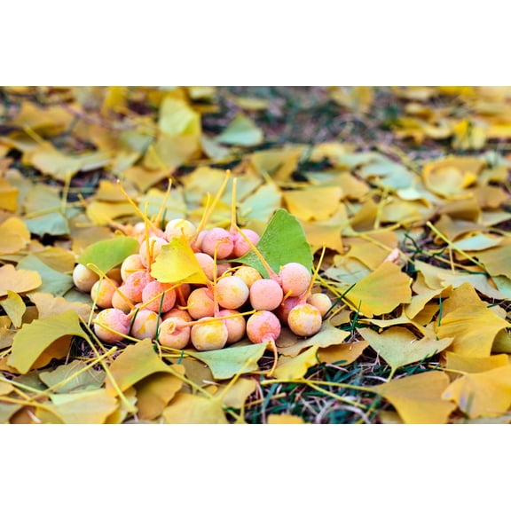 10 GINKGO BILOBA Maidenhair Tree Yellow Fall Orange "Fruit" Herb Seeds