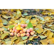 10 GINKGO BILOBA Maidenhair Tree Yellow Fall Orange "Fruit" Herb Seeds