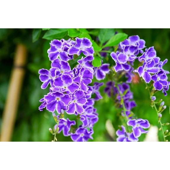 10 GOLDEN DEWDROP Duranta Erecta Repens Golden Foliage Blue Violet Purple White Flower Orange Ornamental Berry Shrub Seeds