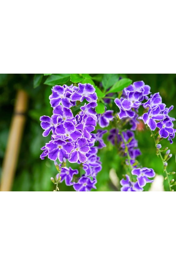 10 GOLDEN DEWDROP Duranta Erecta Repens Golden Foliage Blue Violet Purple White Flower Orange Ornamental Berry Shrub Seeds