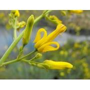 10 GOLDEN EARDROPS Dicentra Chrysantha Yellow Bleeding Heart Shade Flower Seeds