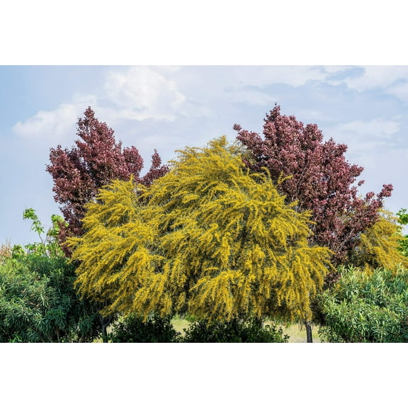 10 GOLDEN MIMOSA Acacia Baileyana Yellow Wattle Tree Flower Seeds