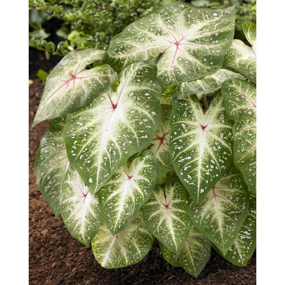 10 Galaxy Caladium Bulbs for Planting - Perennial Hosta, Elephant Ears, Fancy (10 Bulbs)