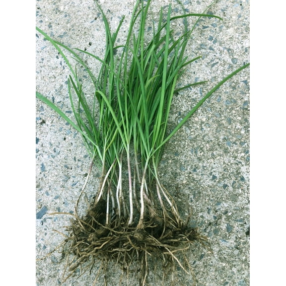 10 Garlic Chive Plants Bare Roots, Fragrant Herb Seedlings 6-12"Tall