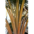 thumbnail image 1 of 10 Golden Palm Tree Seeds for Planting - Corypha utan, Buri Palm, 1 of 2