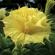10 Golden Queen Angel Trumpet Seeds – Brugmansia Tropical Flower Seeds for Garden & Large Pots – Fragrant Trumpet Blooms – Perennial Ornamental Plant