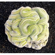 10 Green Brain Cactus Seeds Heat Rare Succulents Flower Desert 287