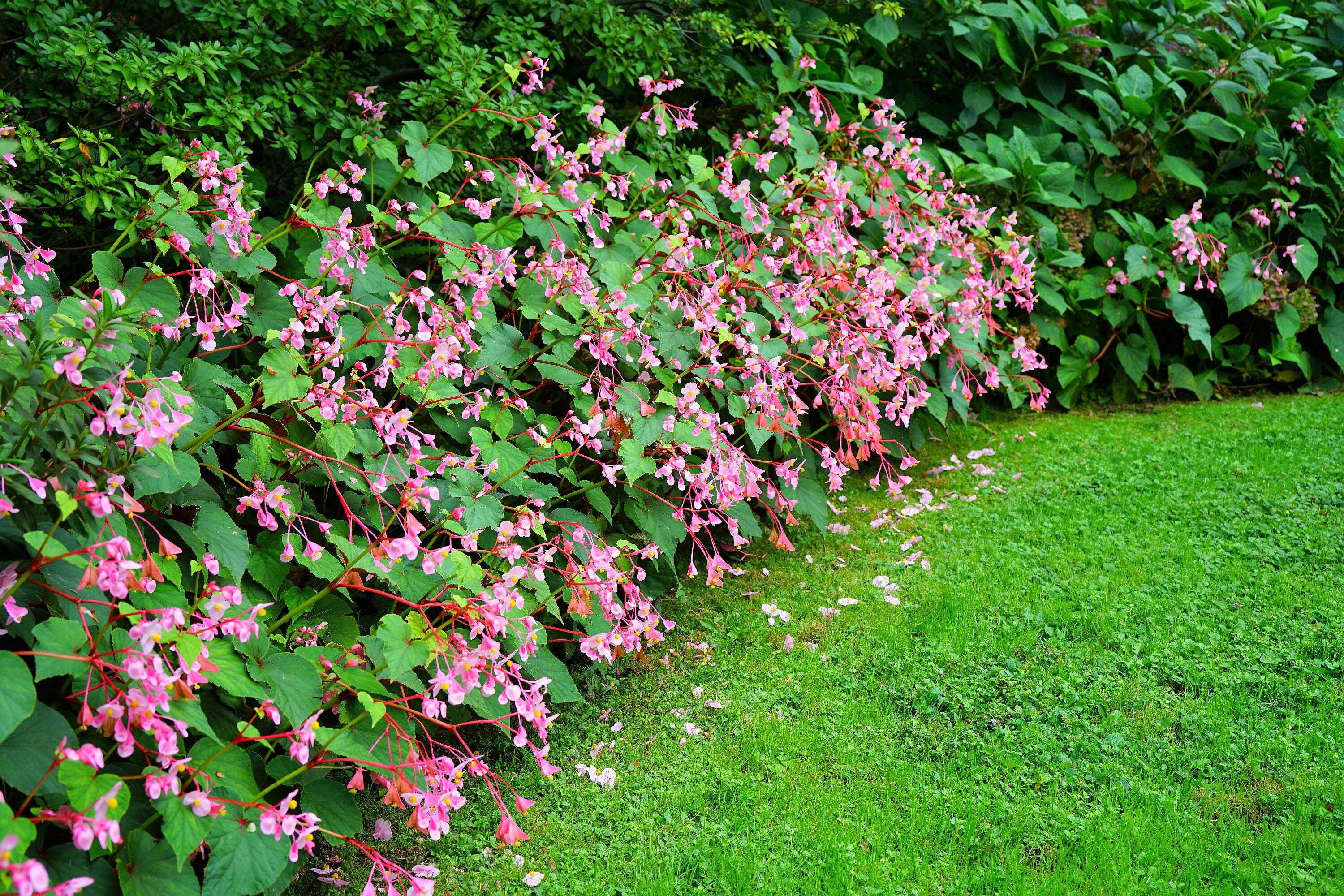 10 HARDY BEGONIA Grandis Rose Pink Perennial Sun - Shade Flower Seeds