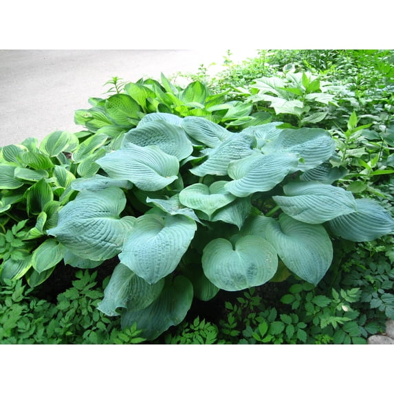 Hosta Elegans Shade Lover Flower Seeds