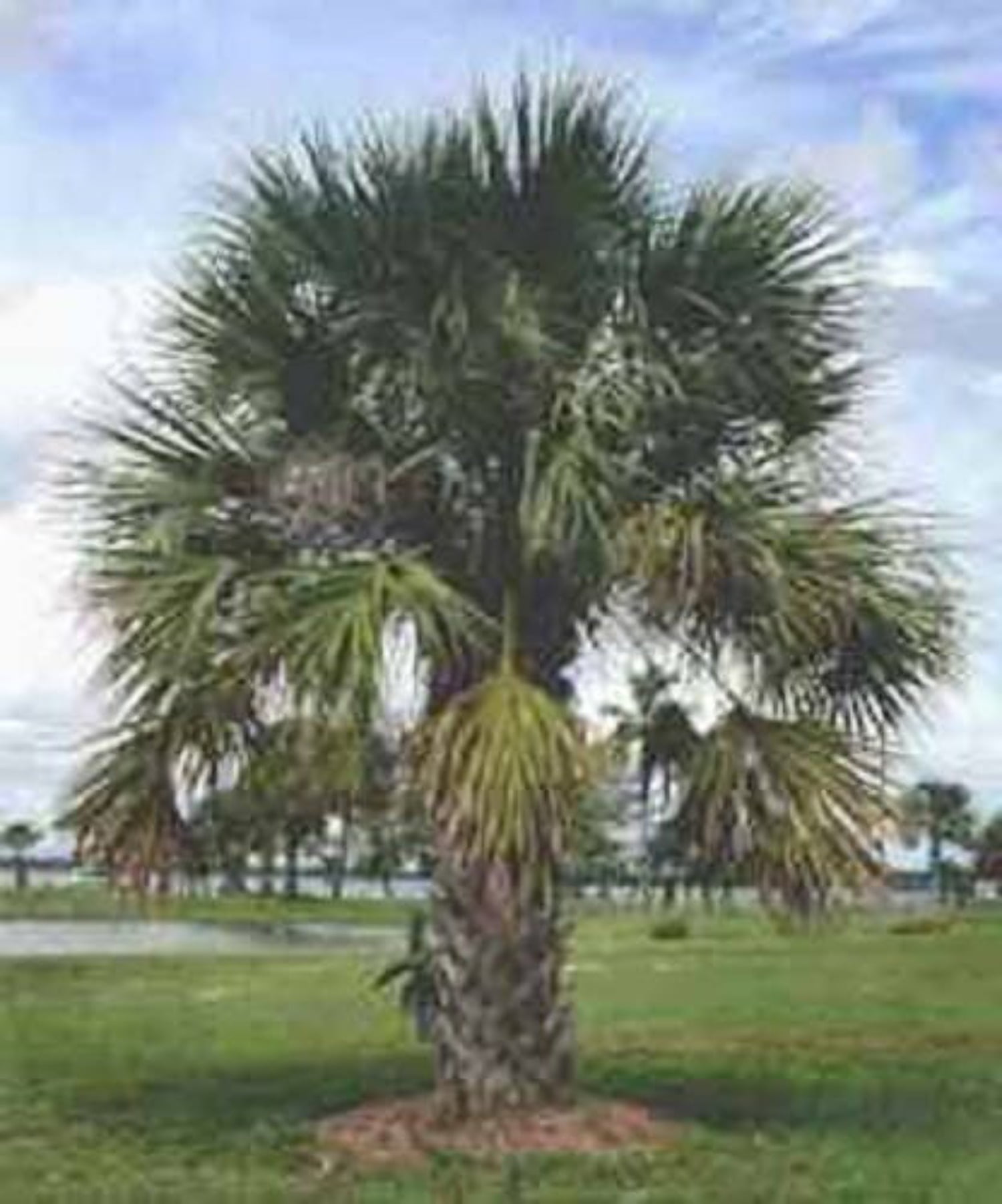 10 Hardy SABAL PALM TREE Cabbage Palmetto Flower Seeds - Walmart.com, image size:1500x1803