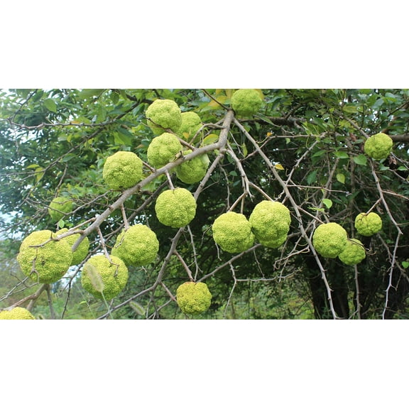 10 Hedge Apple Seeds Osage Orange Horse Apple Monkey Ball Maclura Pomifera Tree Seeds