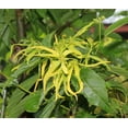 thumbnail image 1 of 10 Heirloom Seeds -Ylang Ylang or Perfume Tree - -Cananga odorata- Serendipity Seeds, 1 of 5