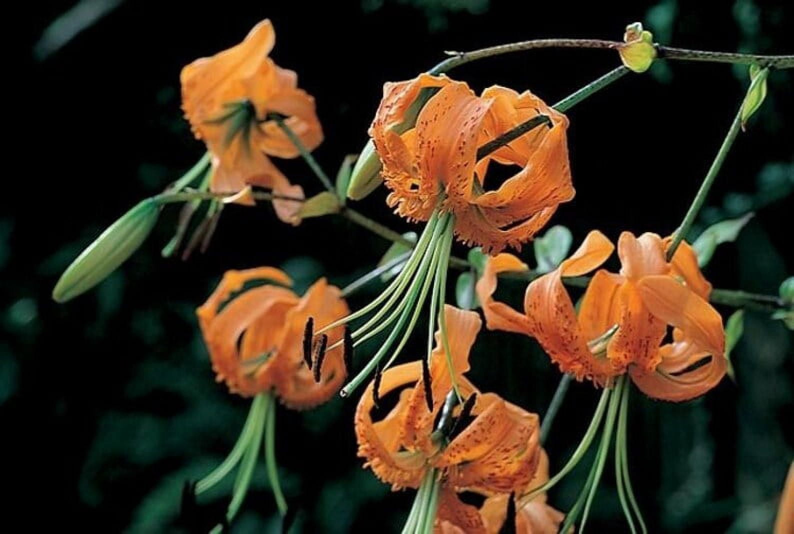 Tiger Lily Plants