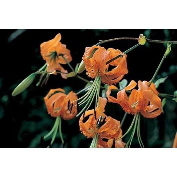 10 Henrii Tiger Lily Bulbs