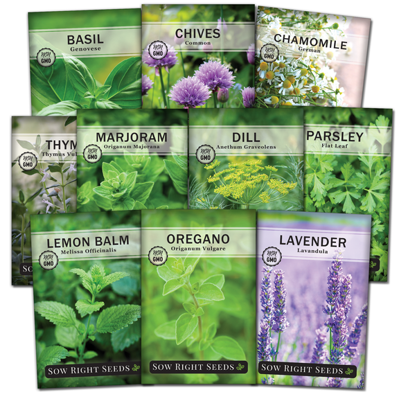 10 Herb Seed Garden Collection - Non-GMO Varieties - 10 Popular Varieties