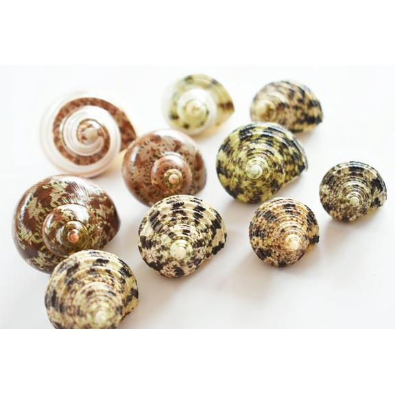 10 Hermit Crab Changing Shell Set Deluxe Turbo Shells Medium Size (1 1/2"-2" size / 3/4" - 1" opening) Hand Picked Seashells