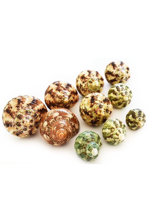 10 Hermit Crab Changing Shell Set Turbo Shells Medium Size (1 1/4"-2" size / 5/8" - 1" opening) Hand Picked Seashells