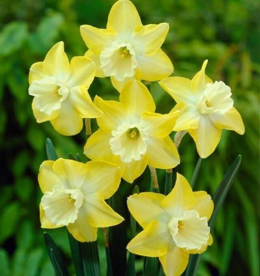 10 Hillstar Miniature Daffodil Bulbs for Planting - Stunning Color and Blooms (10 Bulbs)