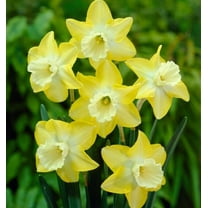 10 Hillstar Miniature Daffodil Bulbs for Planting - Stunning Color and Blooms (5 Bulbs)