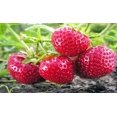 10 Honeoye Strawberry Fruit Plants INCREDIBLY SWEET BERRY! (Pack of