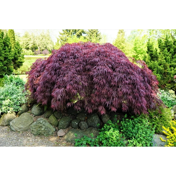 10 INABA SHIDARE MAPLE Weeping Red Laceleaf Japanese Acer Palmatum Dissectum Tree Seeds