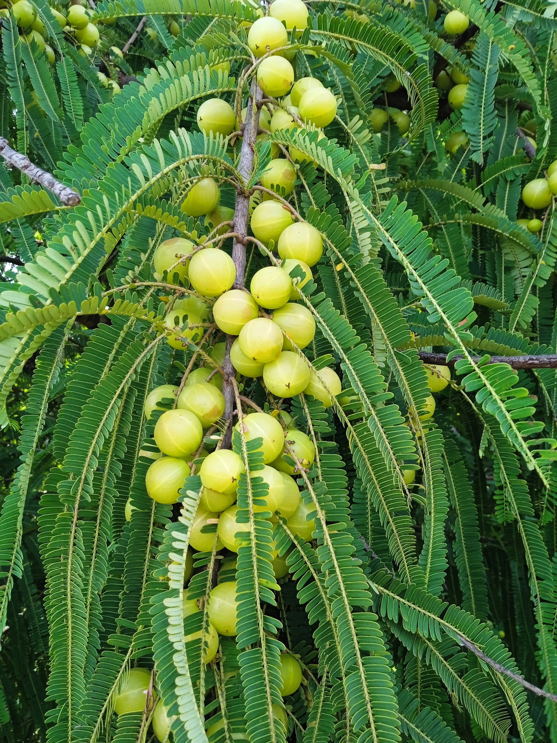 10 INDIAN GOOSEBERRY Phyllanthus Emblica Emblic Edible Fruit Tree Seeds - image 1 of 10