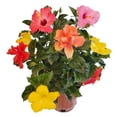 thumbnail image 1 of Tropical Plants of Florida Multicolor Hibiscus Bush, 24–28 in Tall, 3 Gallon Pot, Full Sun, 1 of 5