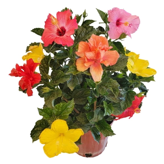Tropical Plants of Florida Multicolor Hibiscus Bush, 2428 in Tall, 3 Gallon Pot, Full Sun