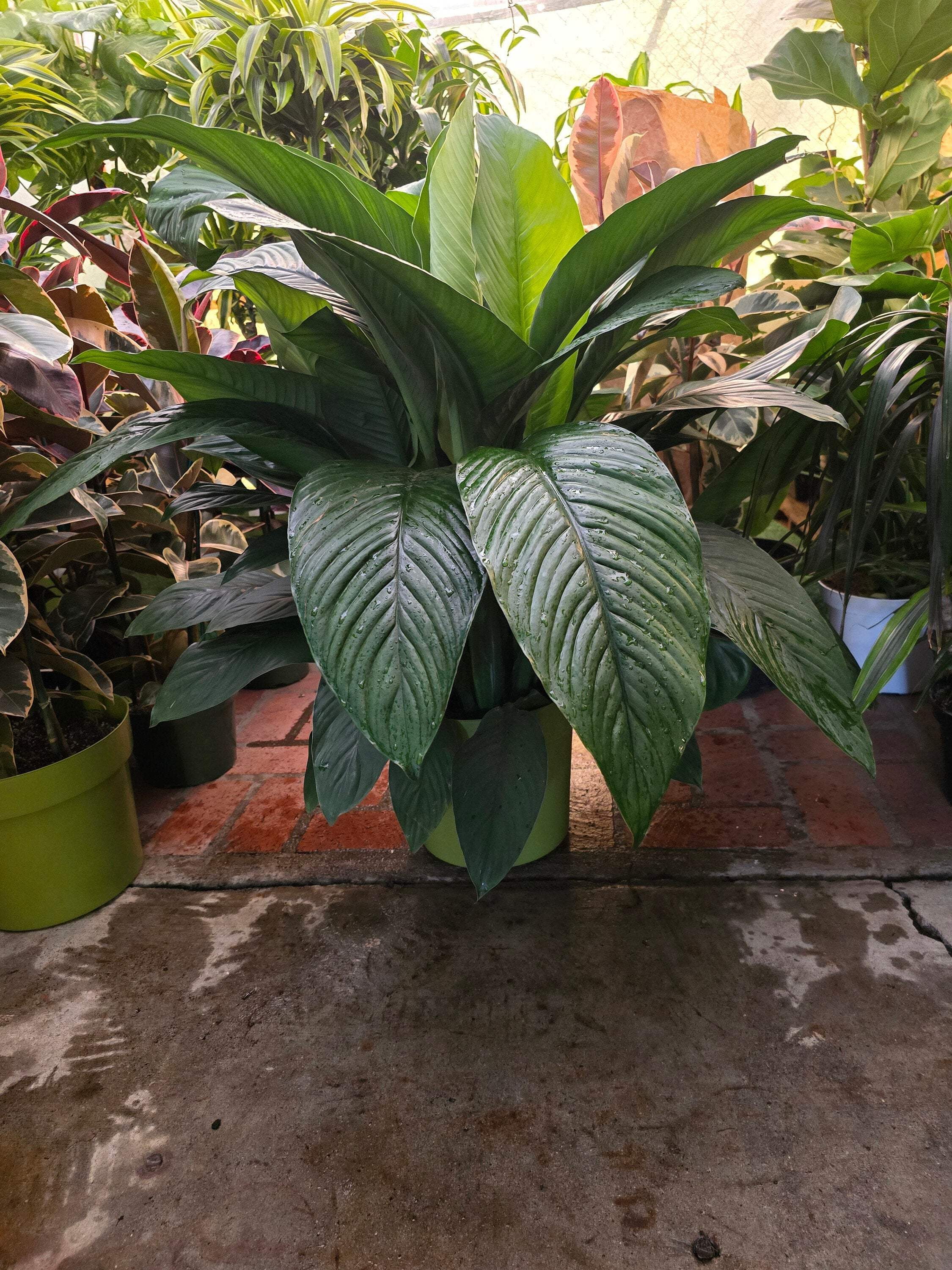 whale fin snake plant Whale Fin Snake Plant  Liberty Landscape Supply