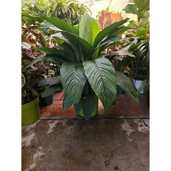 10 Inch Pot - XL 3 ft tall Giant Peace Lily Indoor light light easy to care - Get similar to the picture