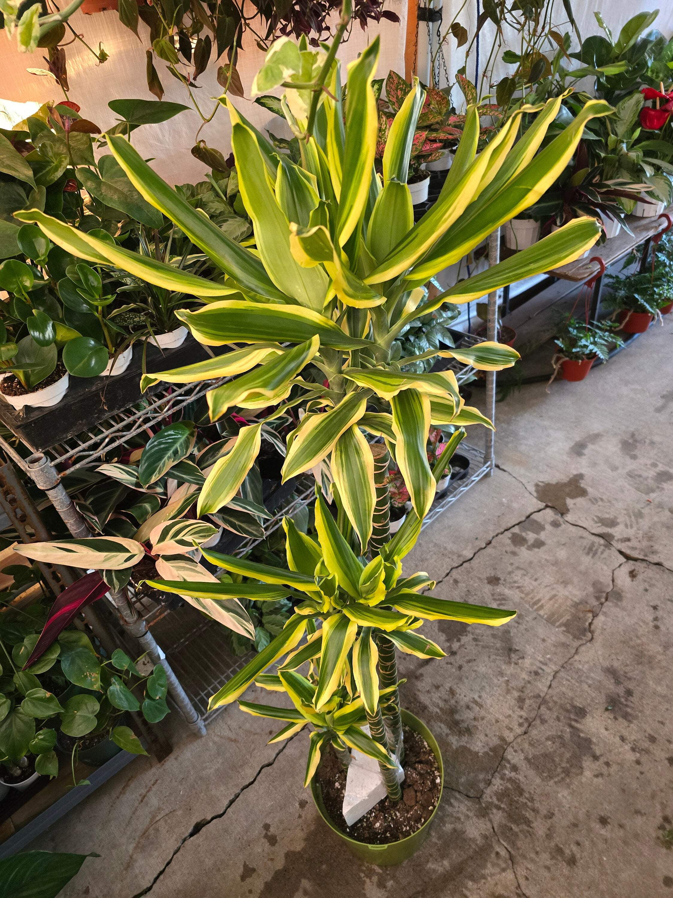fiddle leaf fig plant price Buy Ficus Lyrata Bambino, Dwarf Fiddle Leaf Fig main image 1