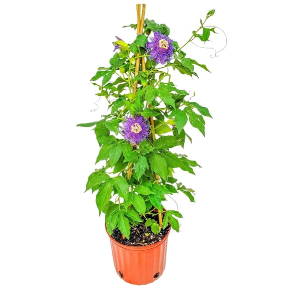 10-Inch Purple Passion Vine on Trellis – Exotic Climbing Flowering Plant for Garden or Deck, Supports Pollinators and Vivid Blooms