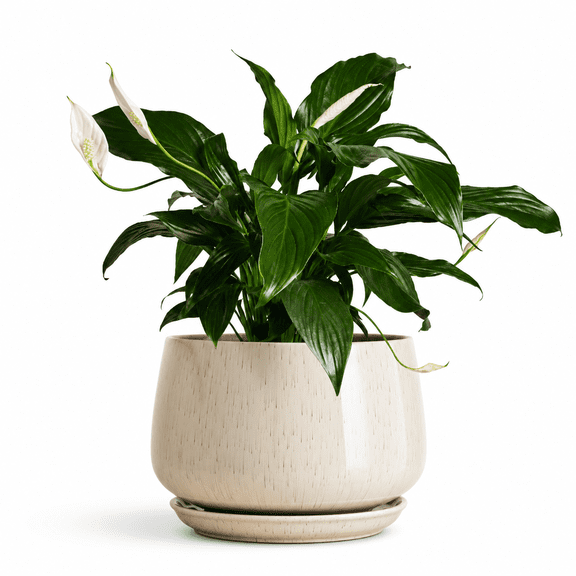 10 Inch Reactive Glaze Beige Ceramic Indoor Plant Pot with Drainage Hole and Saucer