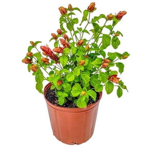 10-Inch Shrimp Bush Unique Tropical Flowering Plant with Bright Bracts, Attracts Hummingbirds, Great for Containers or Garden Borders